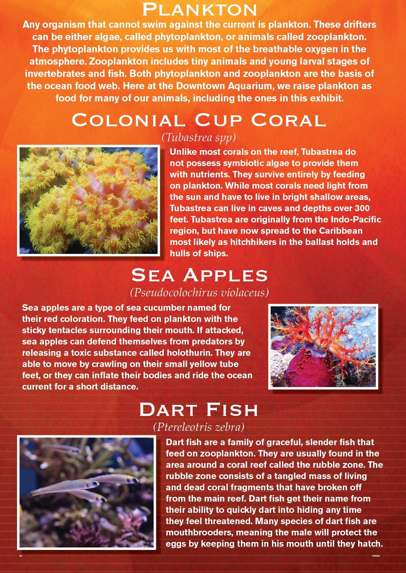 Poster with Plankton, Colonial Cup Coral, Sea Apples, and Dart Fish.