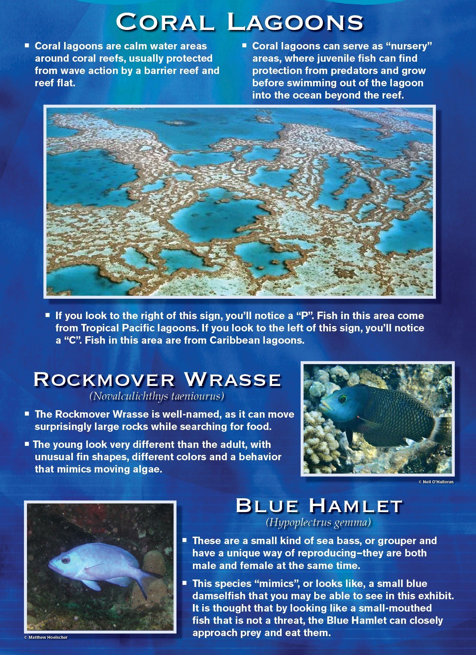 Poster about coral lagoons and marine life, featuring photos of a lagoon, a Rockmover wrasse, and a blue hamlet.