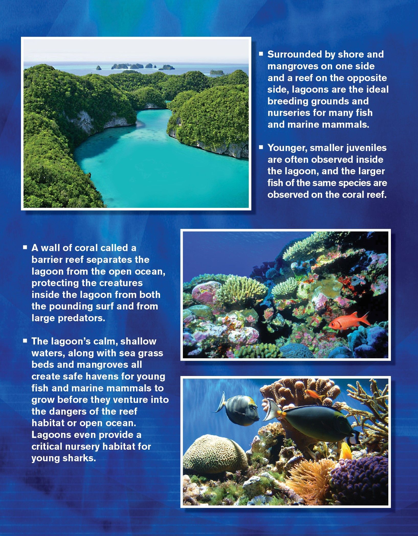 Tropical lagoon and coral reef scenes; text describing lagoon formation and marine life.