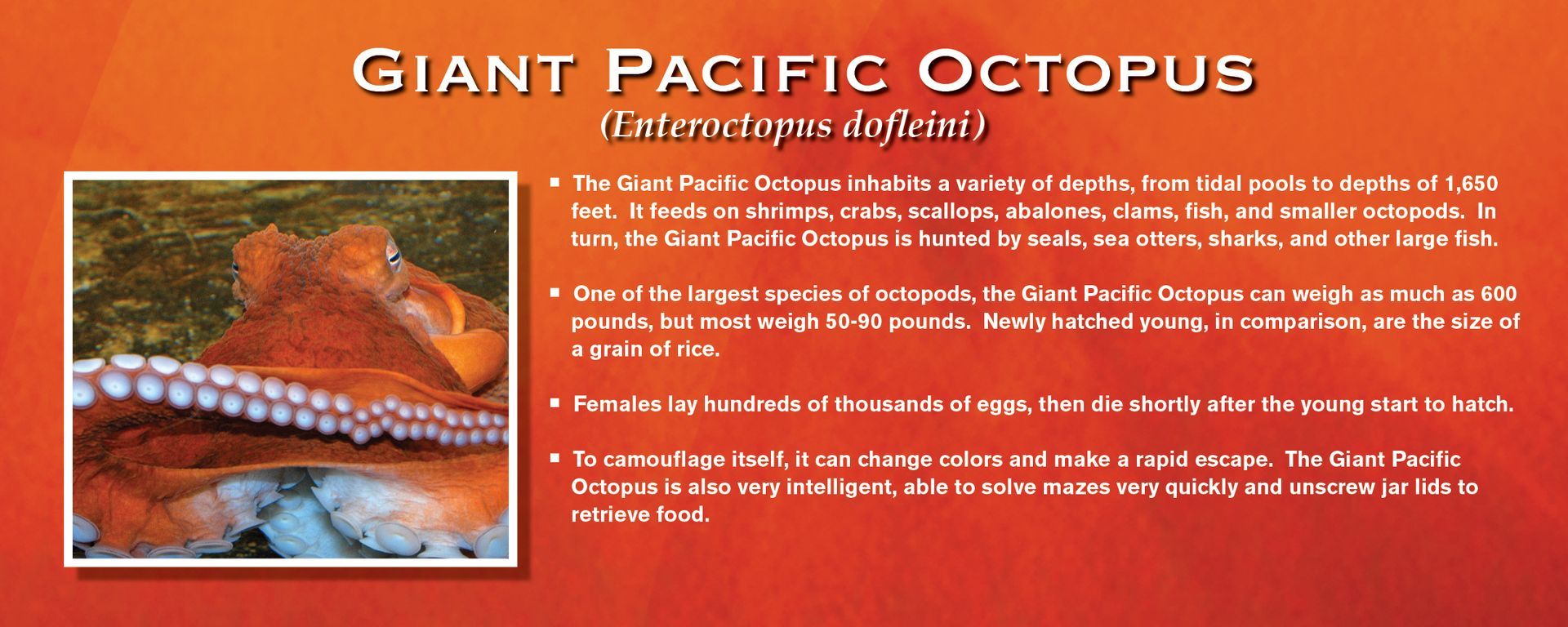 Giant Pacific Octopus: image of a reddish octopus in water with text describing the species.