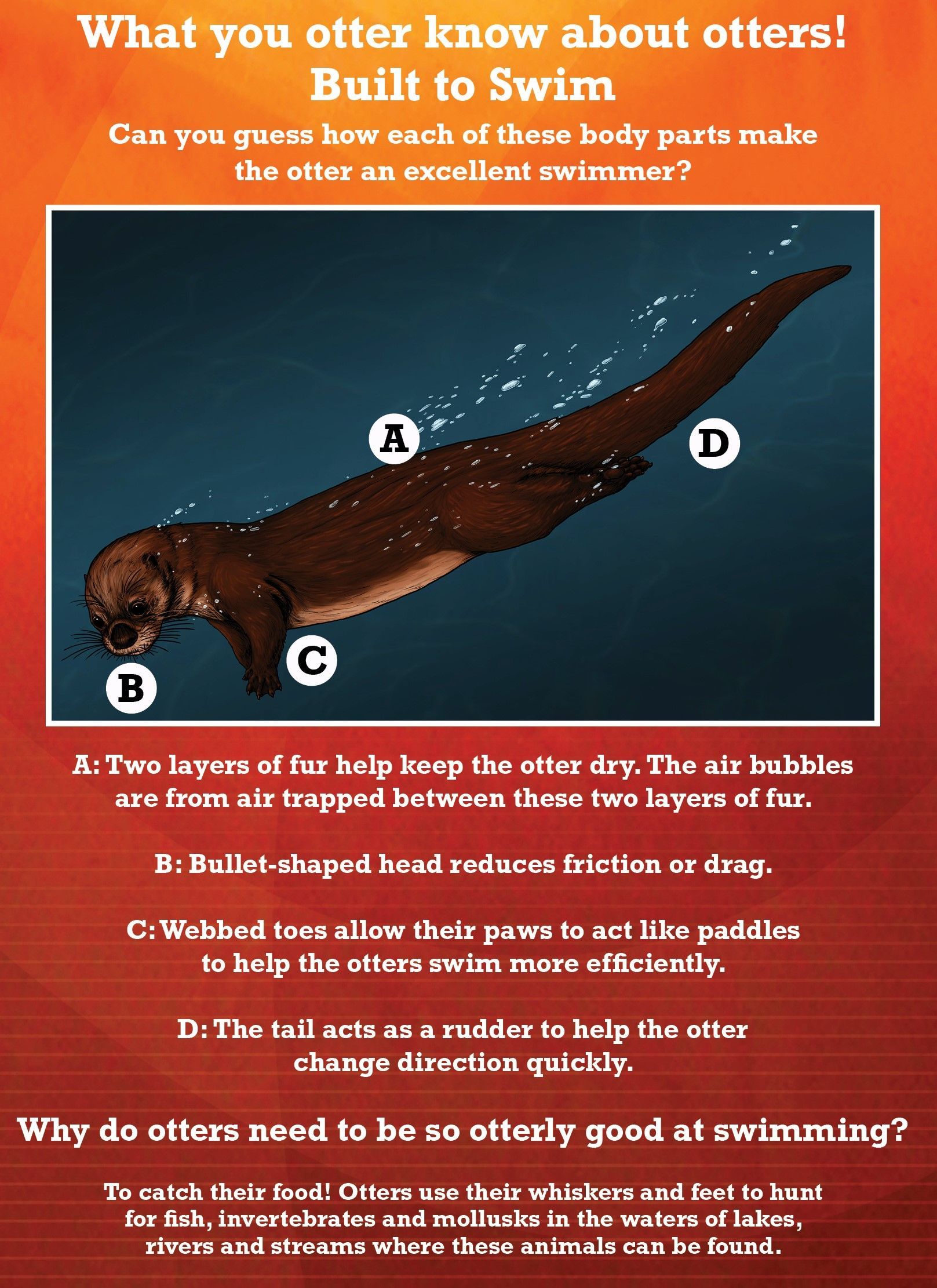 Poster about otters underwater, labeled with body part functions. Includes text on why otters swim well.