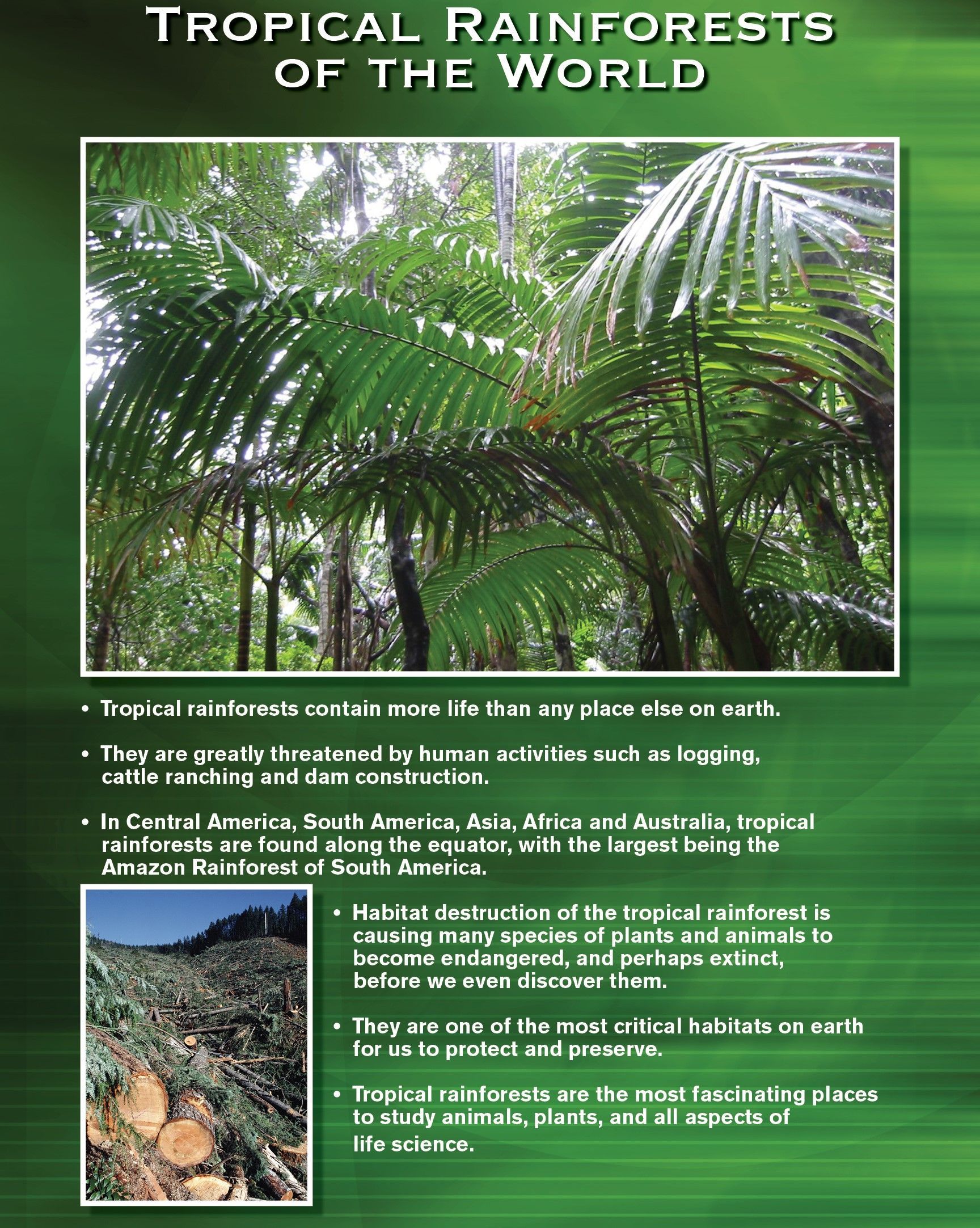 Tropical rainforest scene with text and photos: green foliage, felled trees, text about rainforest characteristics.