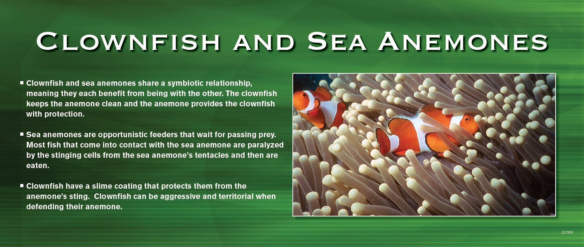 Clownfish in sea anemone. Text: Clownfish and Sea Anemones. Green background.