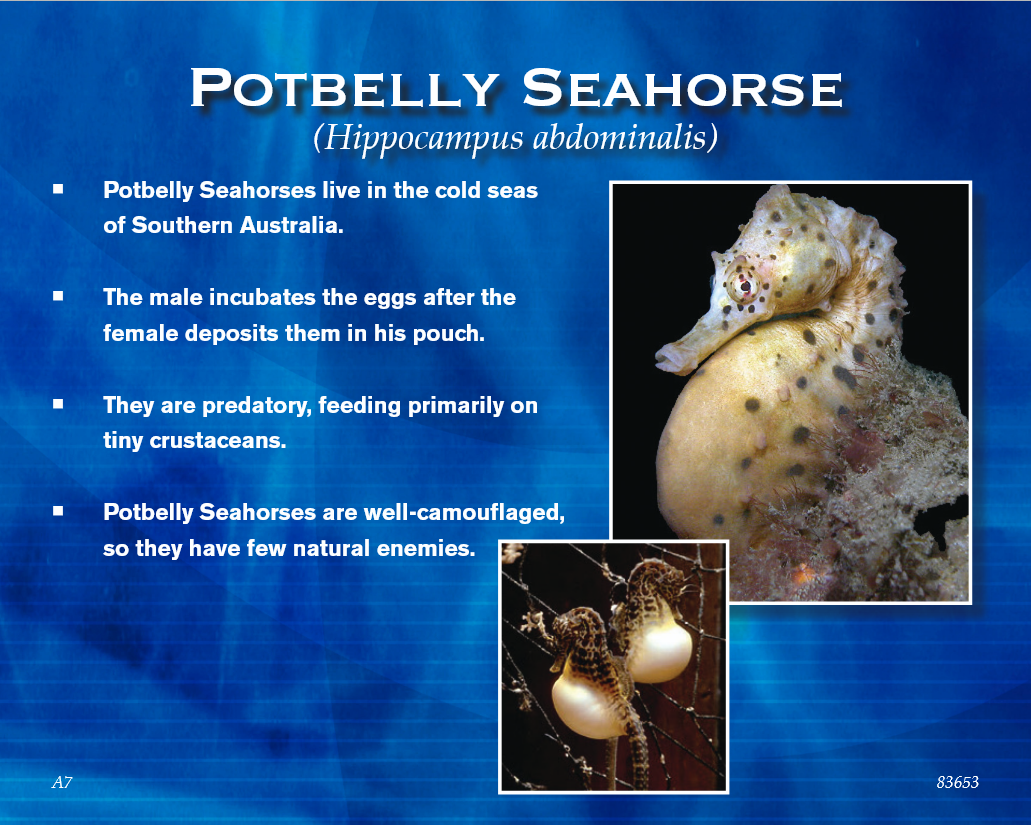 Potbelly seahorse fact slide: Seahorse with large pouch, Southern Australia, male incubates eggs.