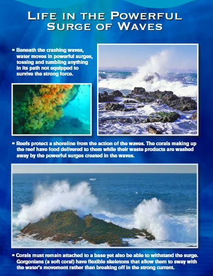 Waves crashing against rocks; underwater reef image and text about wave impact on life.