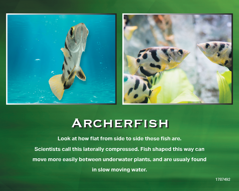 Two photos of archerfish: one swimming, one clustered together. Text: Archerfish, lateral compression explanation.