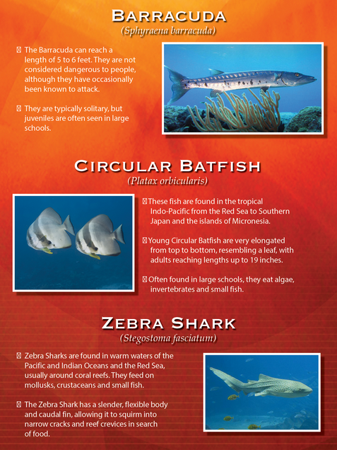Educational poster about marine life, featuring a barracuda, circular batfish, and zebra shark.