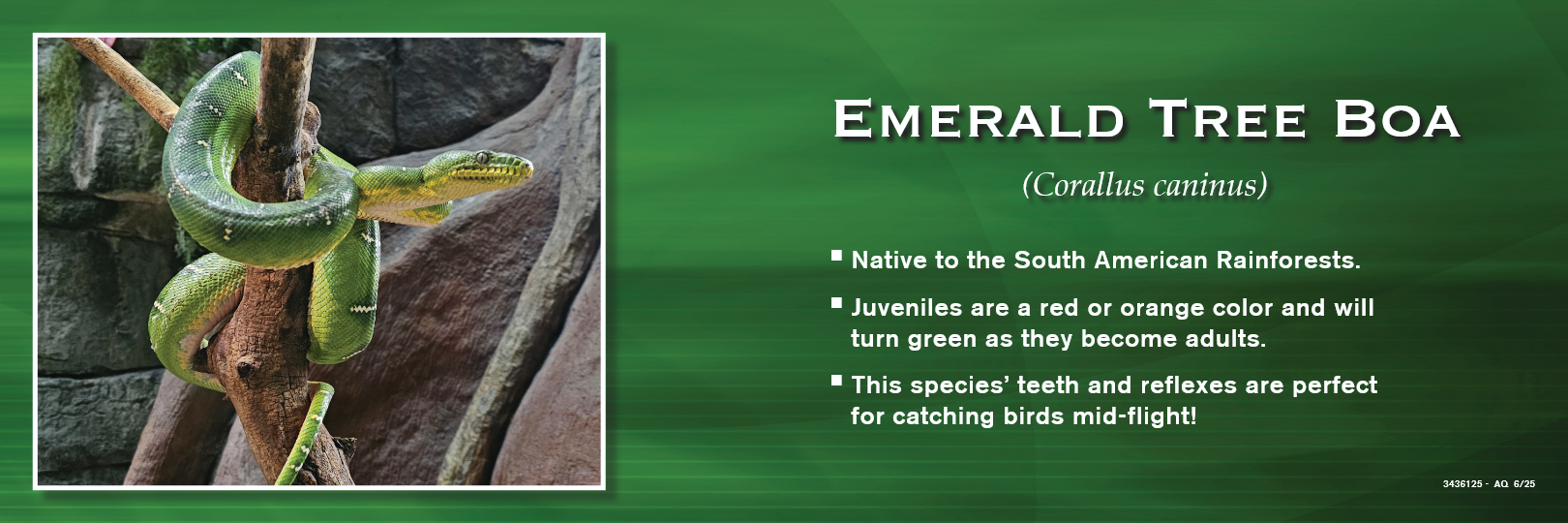 Emerald tree boa coiled around a branch, with green scales and a light green background.