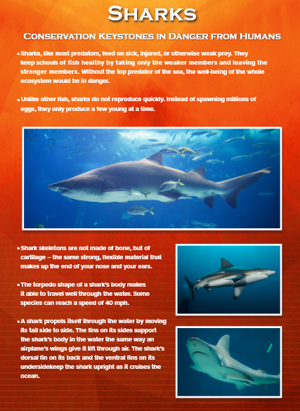 Poster about sharks. Large image of a shark in the water, with two smaller shark photos. Orange and blue colors.