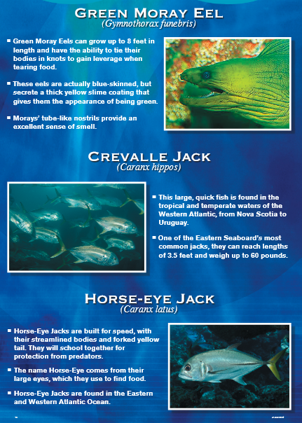 Blue poster with images and descriptions of Green Moray Eel, Crevalle Jack, and Horse-Eye Jack fish.
