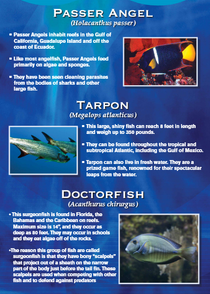 Informational graphic about three fish: Passer Angel, Tarpon, and Doctorfish, each with an image and description.