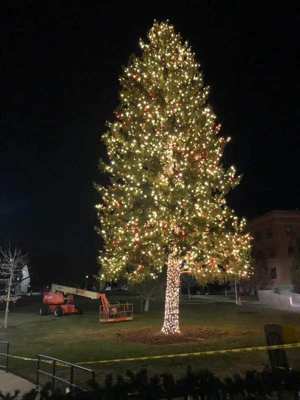 A large christmas tree is lit up at night in a park.