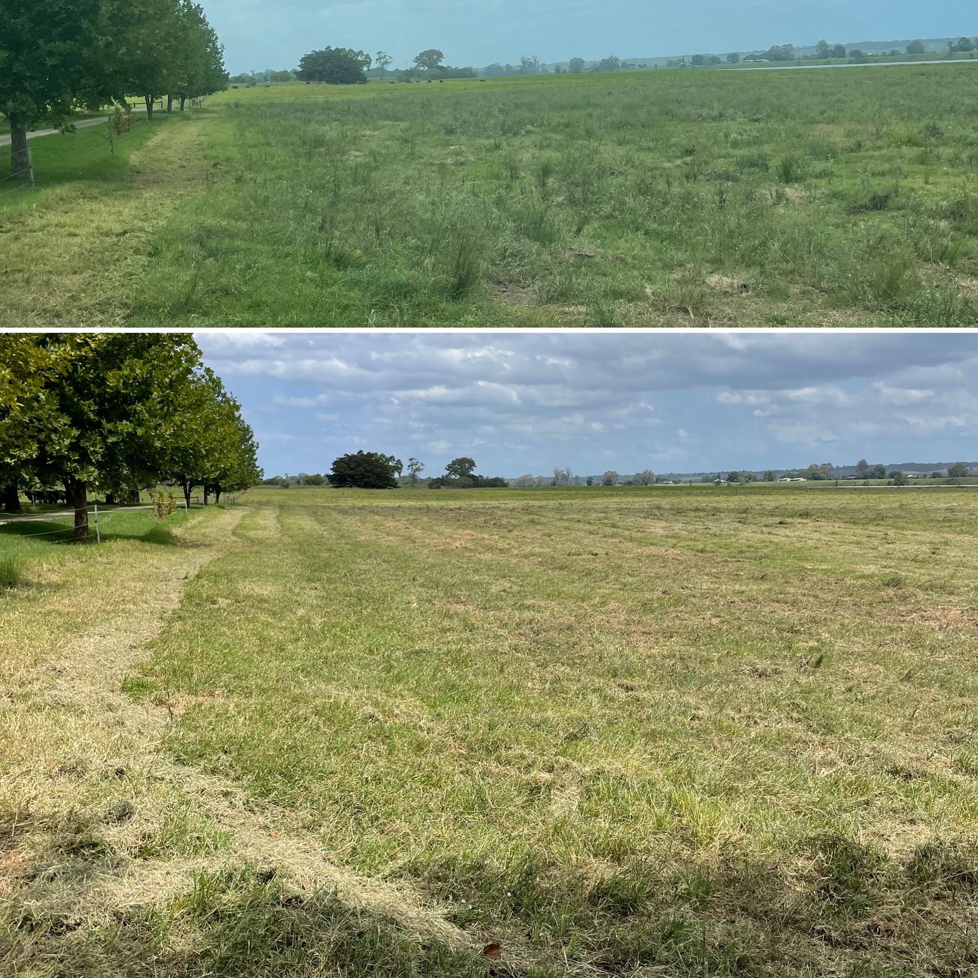 Trees Removed - Professional Earthmovers in Grafton, NSW