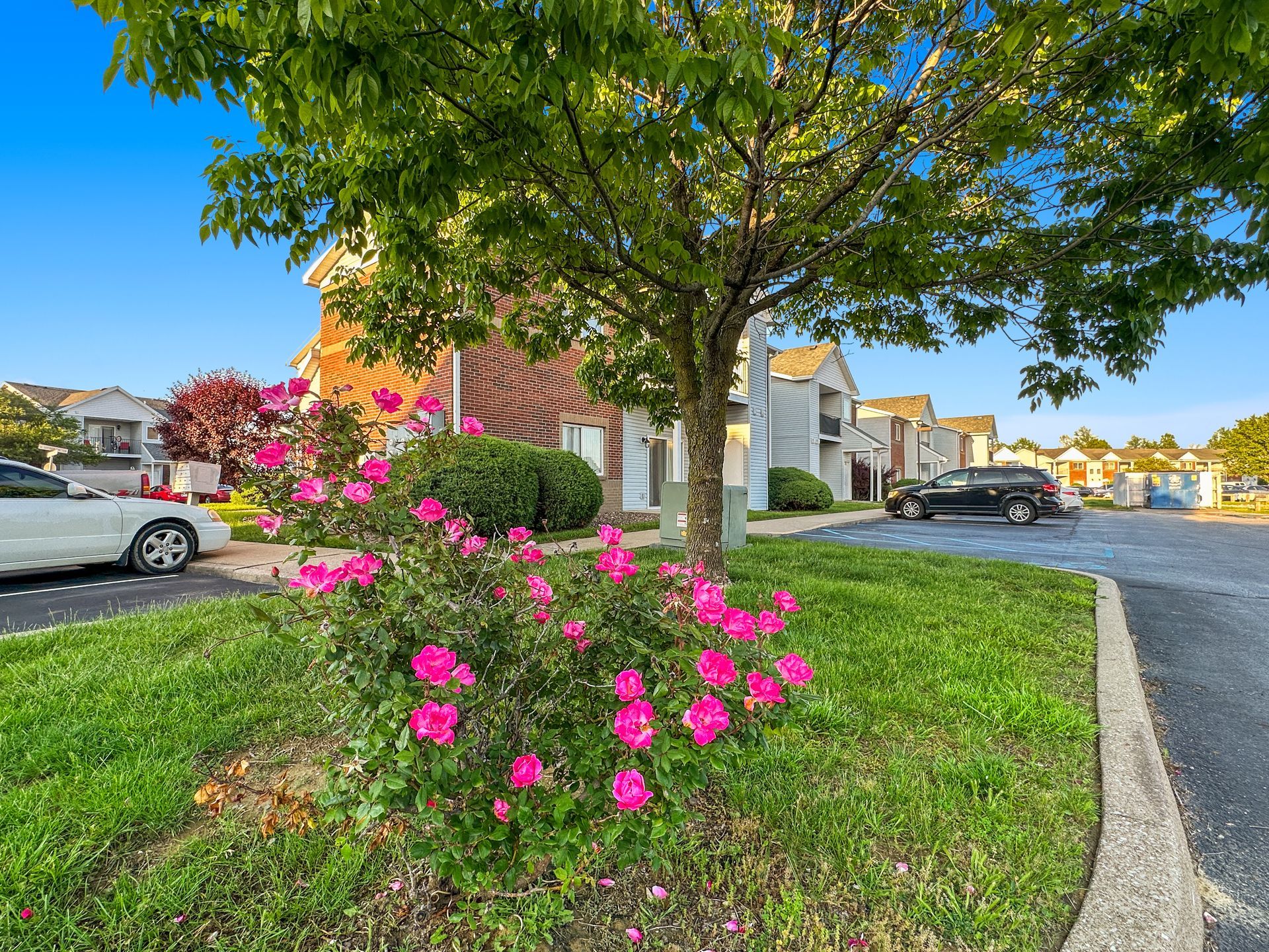 A white car is parked in a parking lot next to a bush with pink flowers.