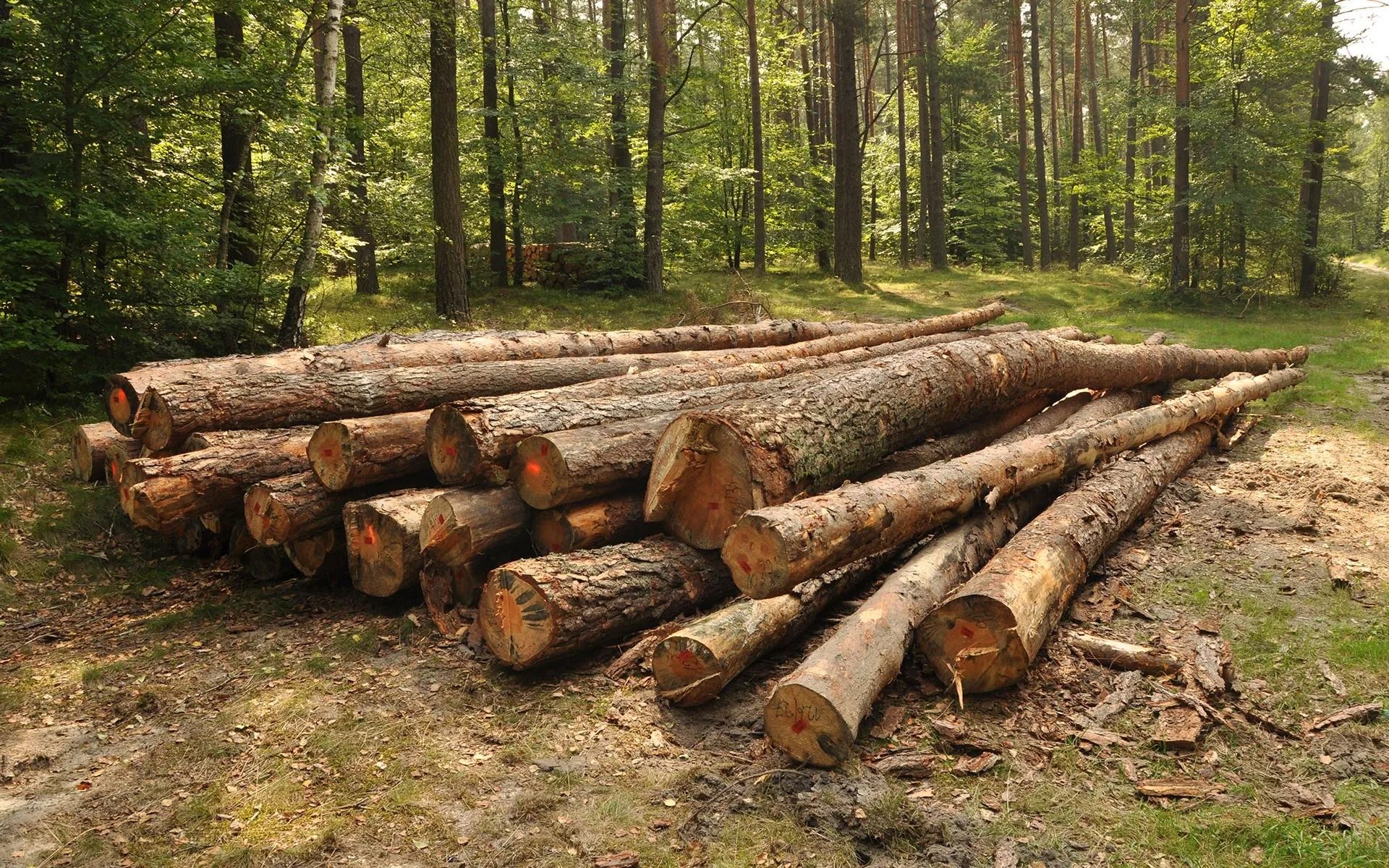 Pile of cut logs in a forest clearing, brown and gray wood on a bed of dry grass and leaves, trees in background.
