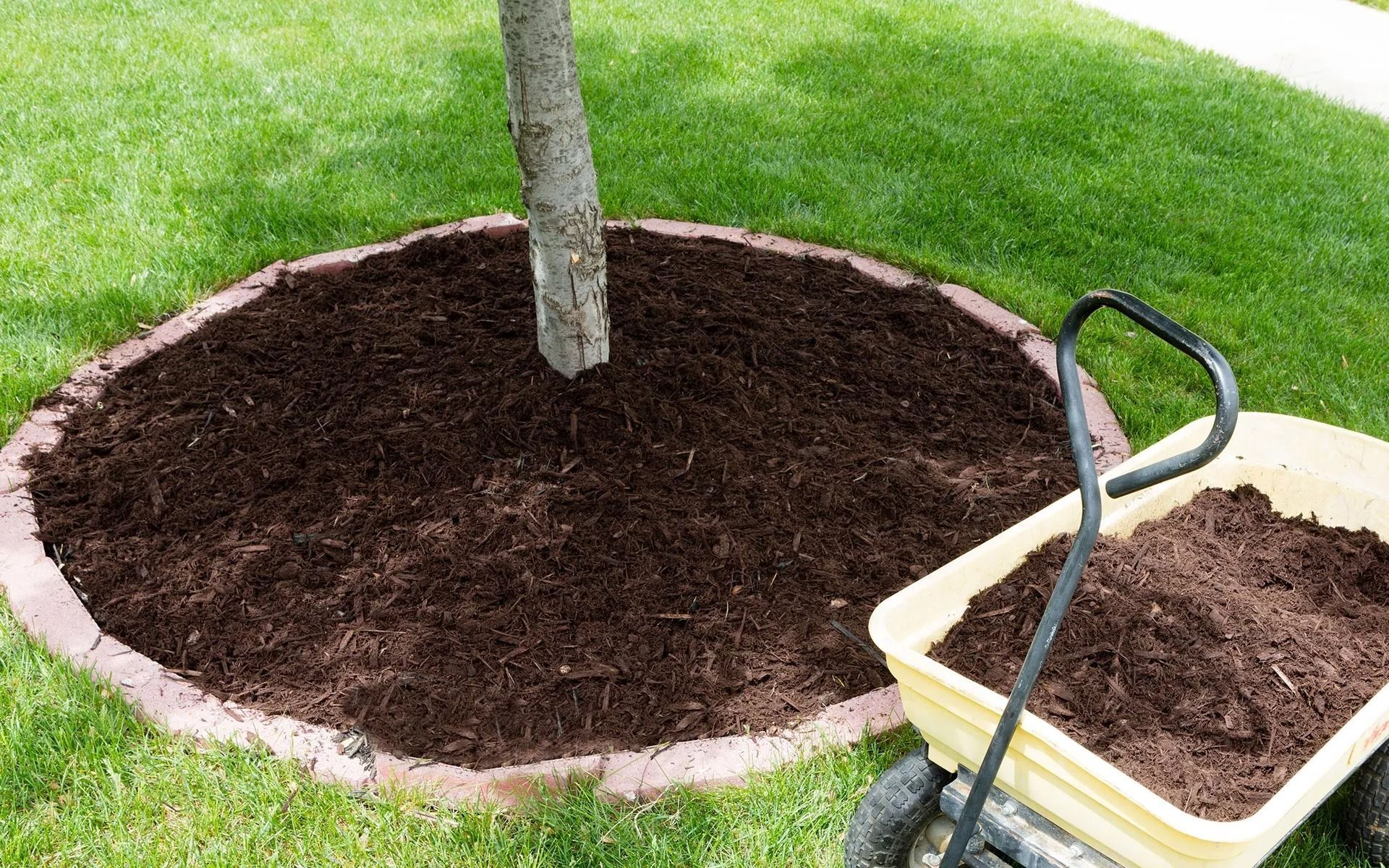 Mulch circle around a tree in grass. A wheelbarrow filled with mulch sits nearby.