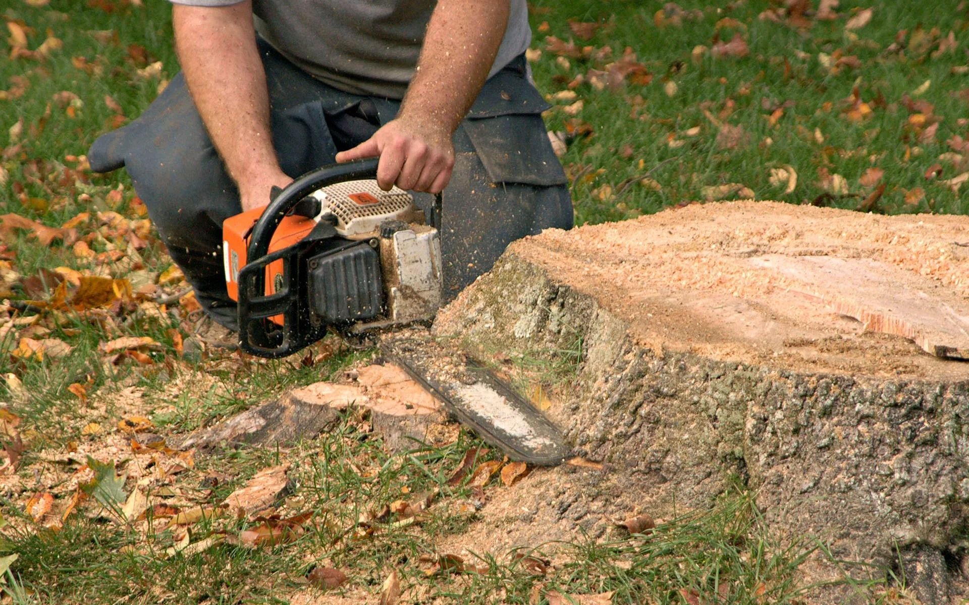 Person using a chainsaw to cut a tree stump on a grassy area.