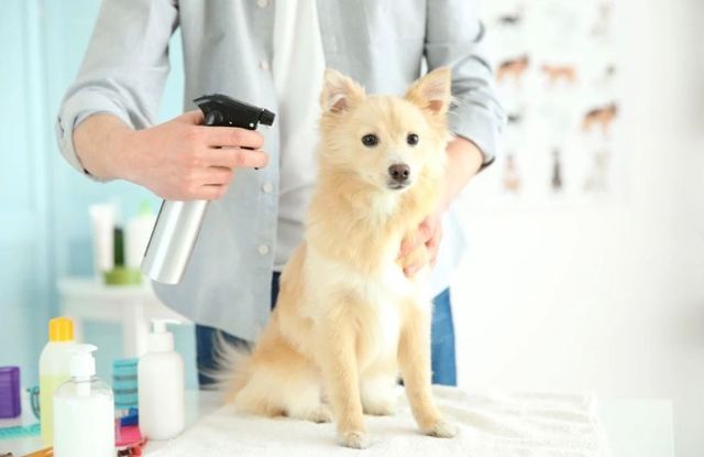 Will Petsmart Groom a Dog With Fleas: Find Out Now