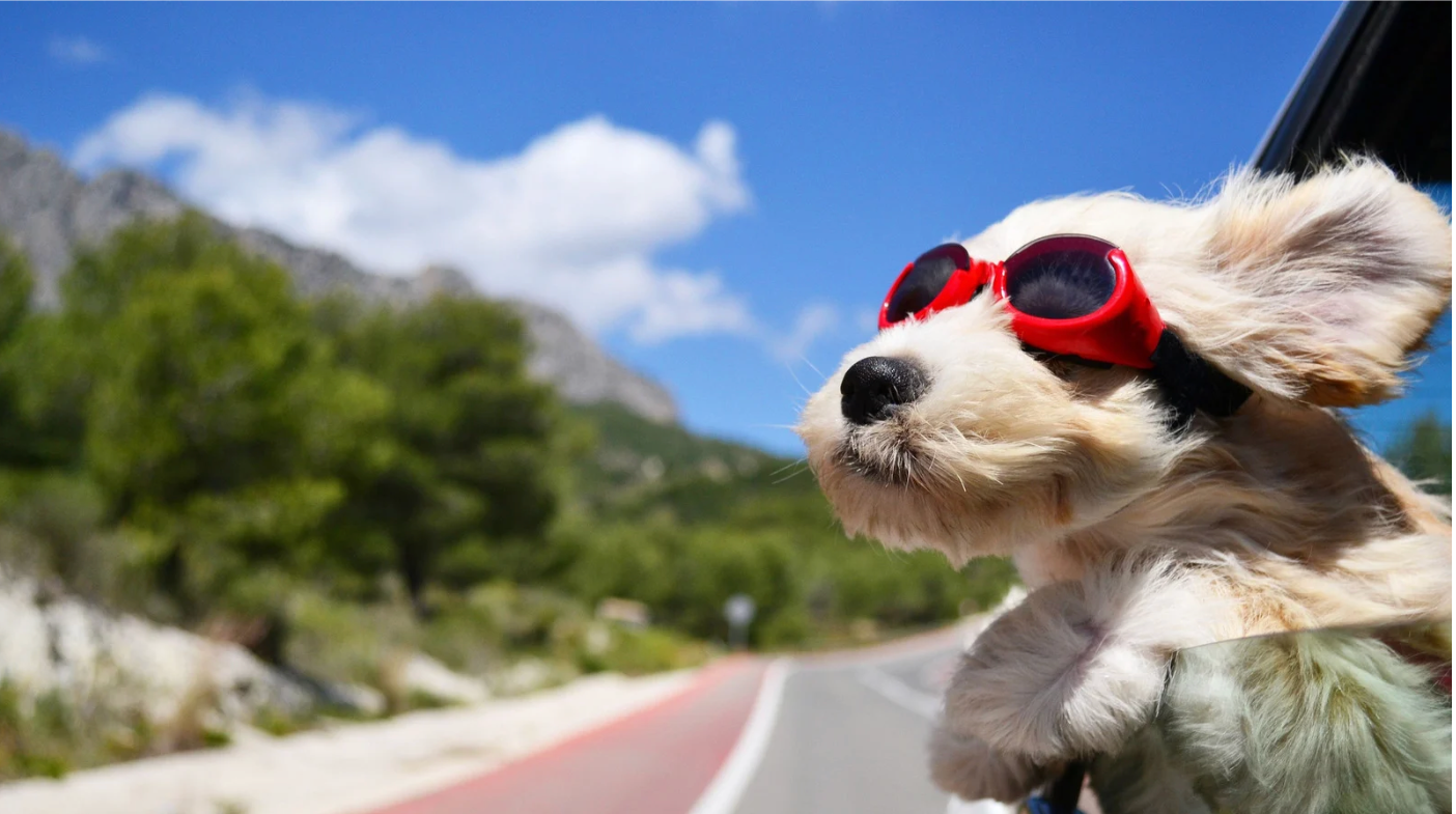 A small dog wearing red goggles is sticking its head out of a car window.