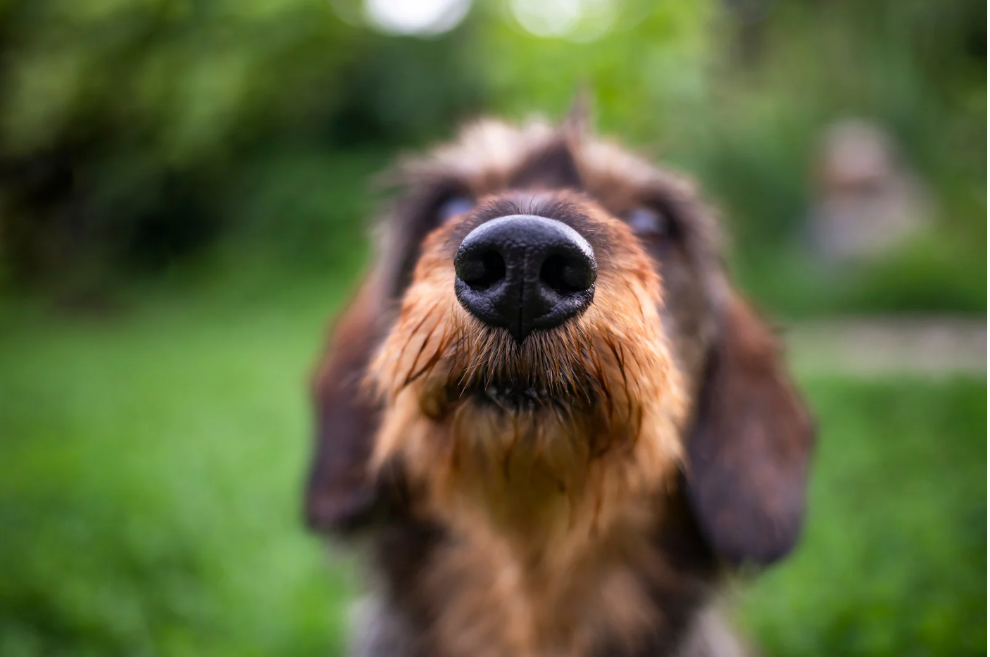 A close up of a dogs nose looking up at the camera.