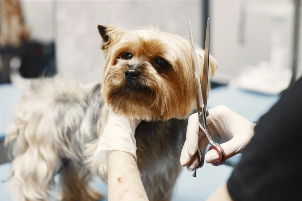 A person is cutting a small dog 's hair with scissors.