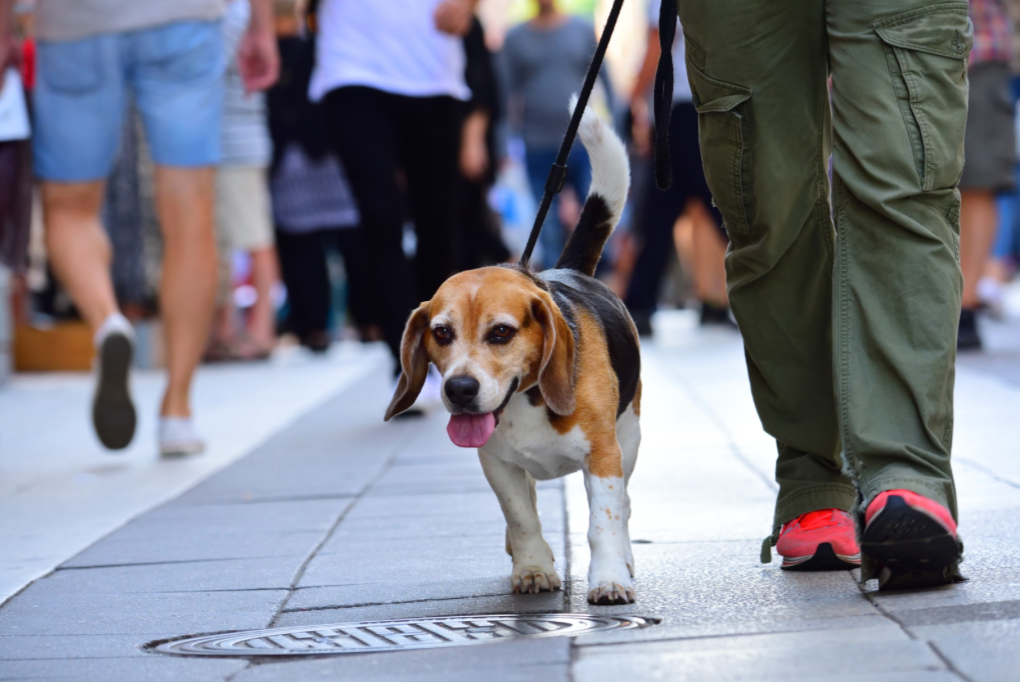 A person is walking a beagle dog on a leash on a city street.