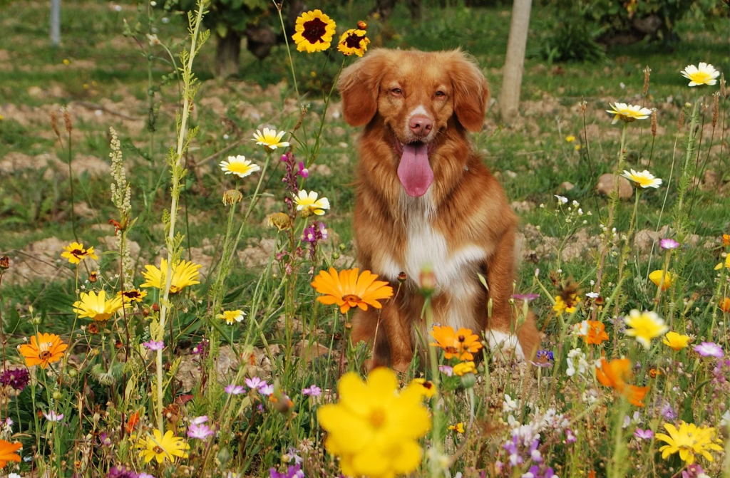 A dog is sitting in a field of flowers.