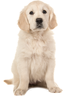 A golden retriever puppy is sitting down on a white background and looking at the camera.