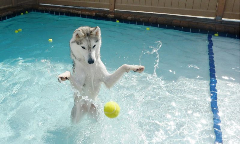 A husky dog is playing with a tennis ball in a pool at a dog daycare in the west loop of chicago