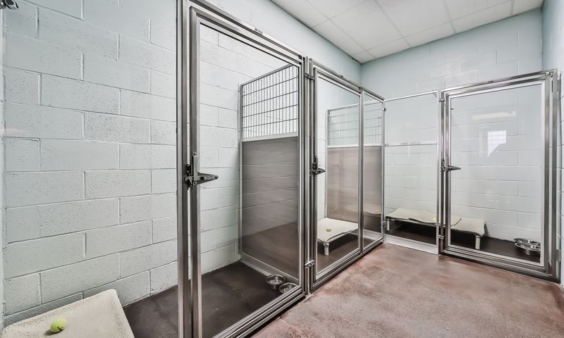 A room with a lot of glass dog suites at the pet care plus boarding resort