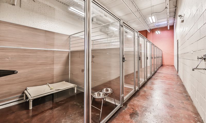 A row of dog suites with clear glass walls and a bench for comfortable dog boarding