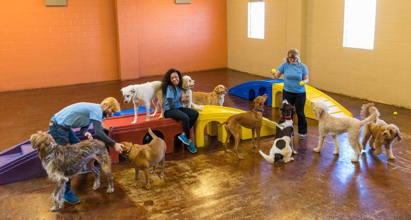 A group of people are playing with dogs during dog daycare