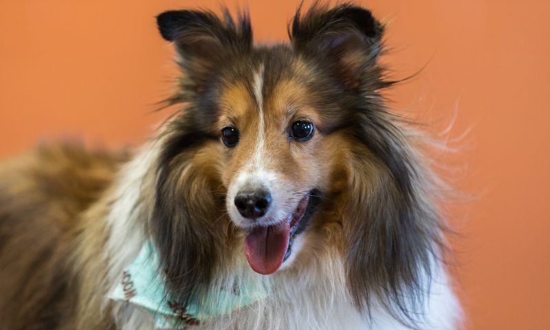 A close up of a shetland sheepdog wearing a bandana.