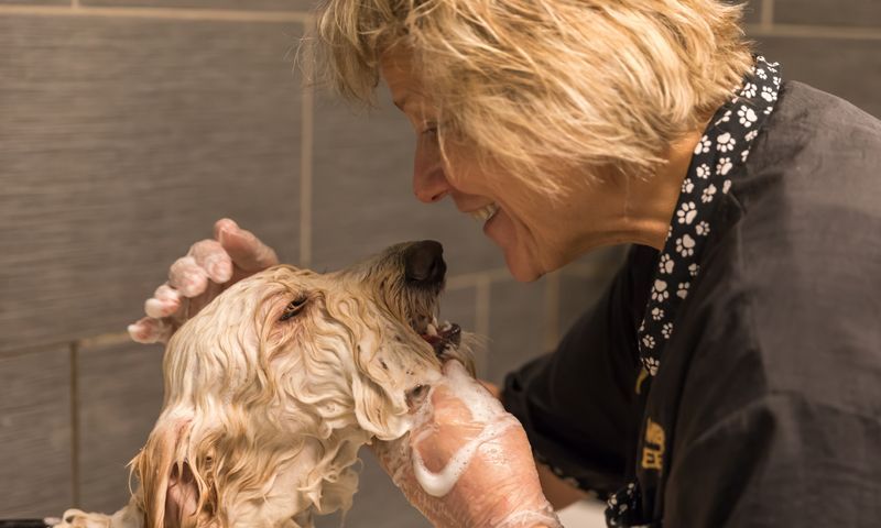 A woman is washing a dog in a pet care plus grooming salon