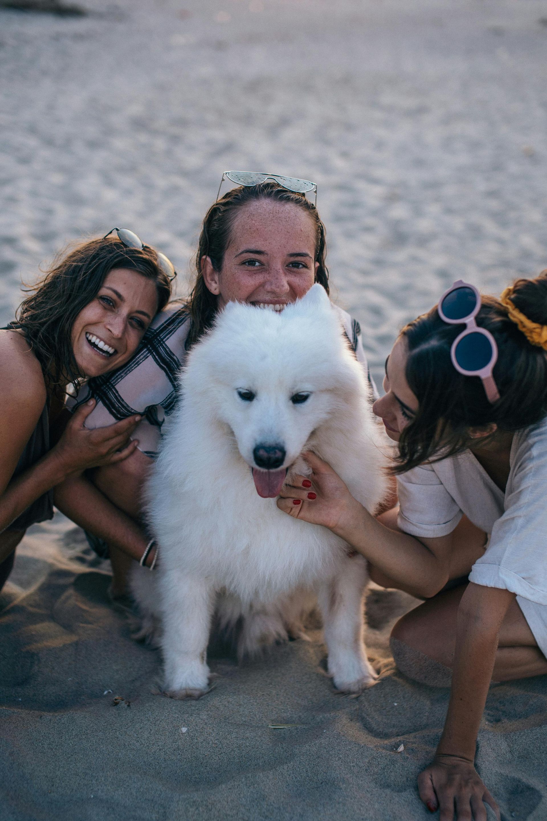 Three women are petting a white dog on the beach.