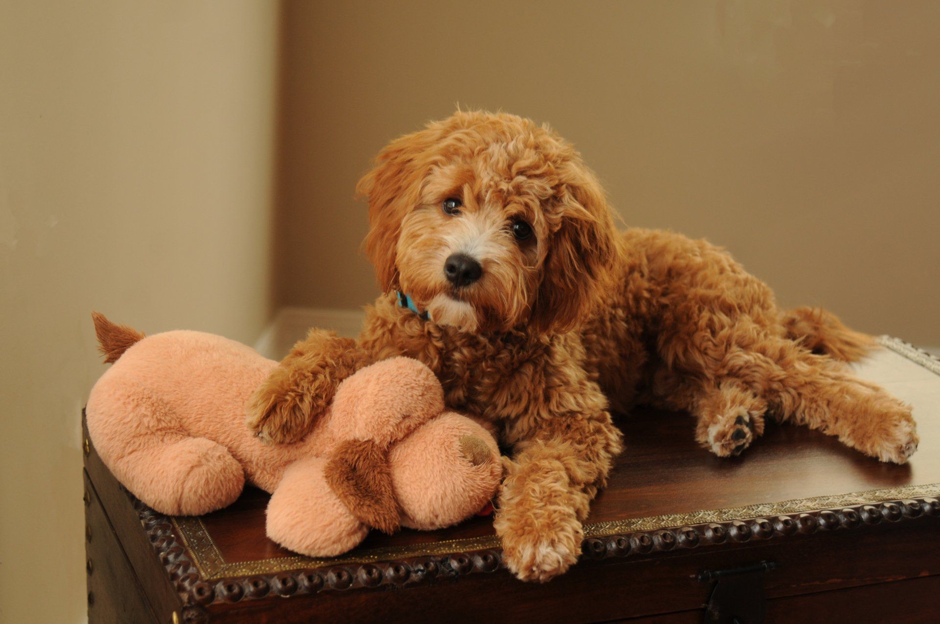 Pet Portraits Memory Makers Photography Topeka