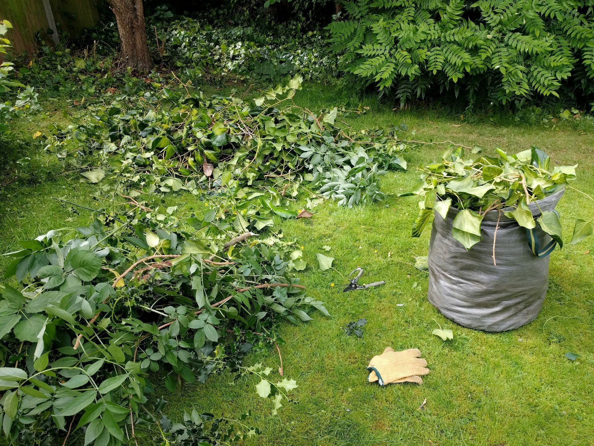 Scena di lavoro in giardino: erba verde con rami potati e foglie sparse. Sacco della spazzatura nero pieno di erba tagliata. Guanto da lavoro beige.