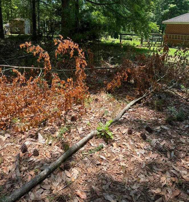 A fallen tree branch is laying on the ground in a yard.