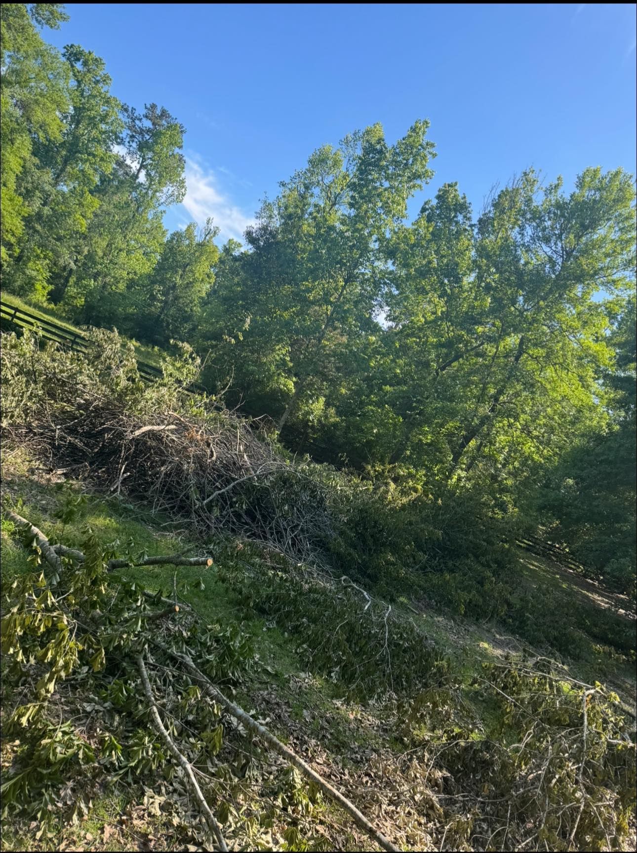 A hillside covered in trees and branches with a blue sky in the background.