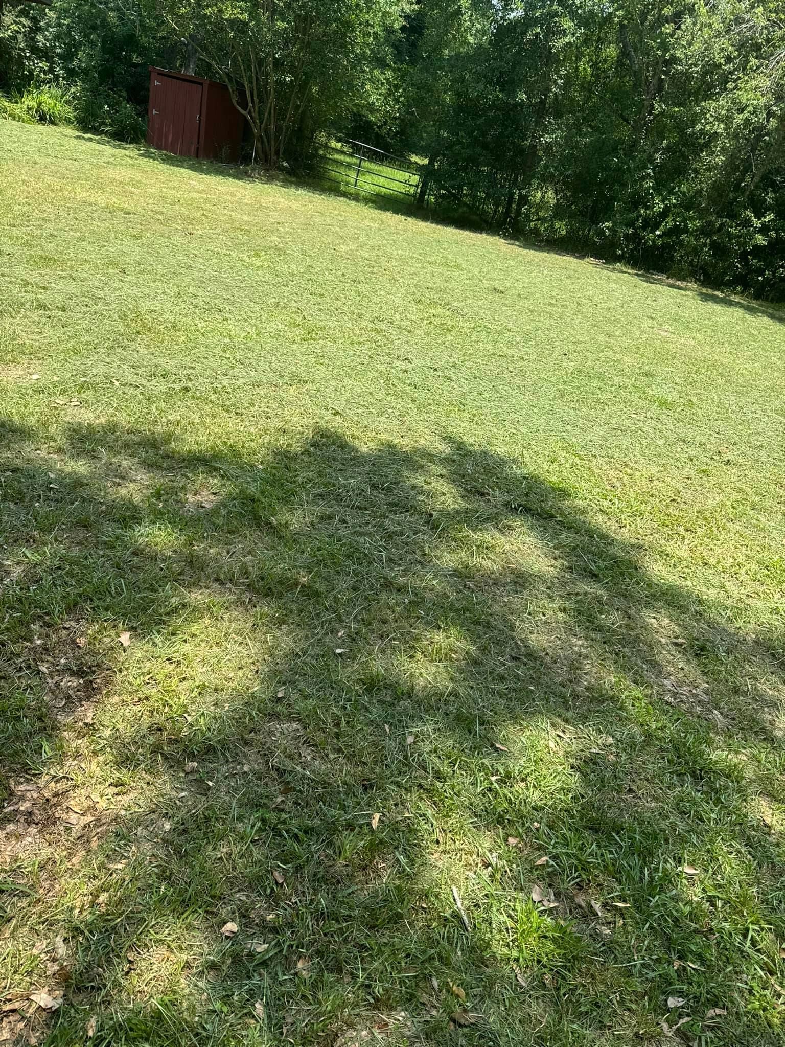 A shadow of a tree is cast on a lush green lawn.