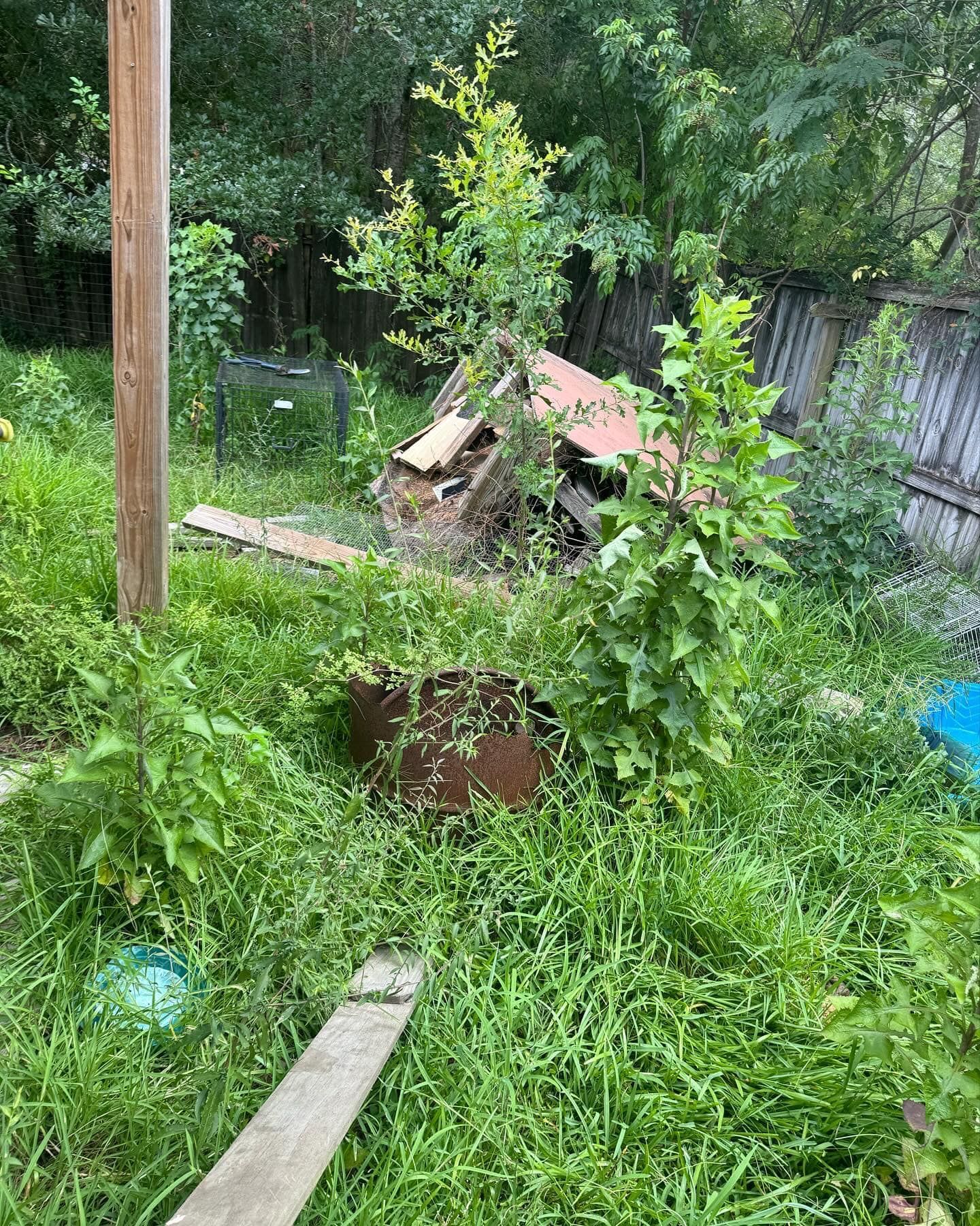 A backyard filled with lots of grass and trees.