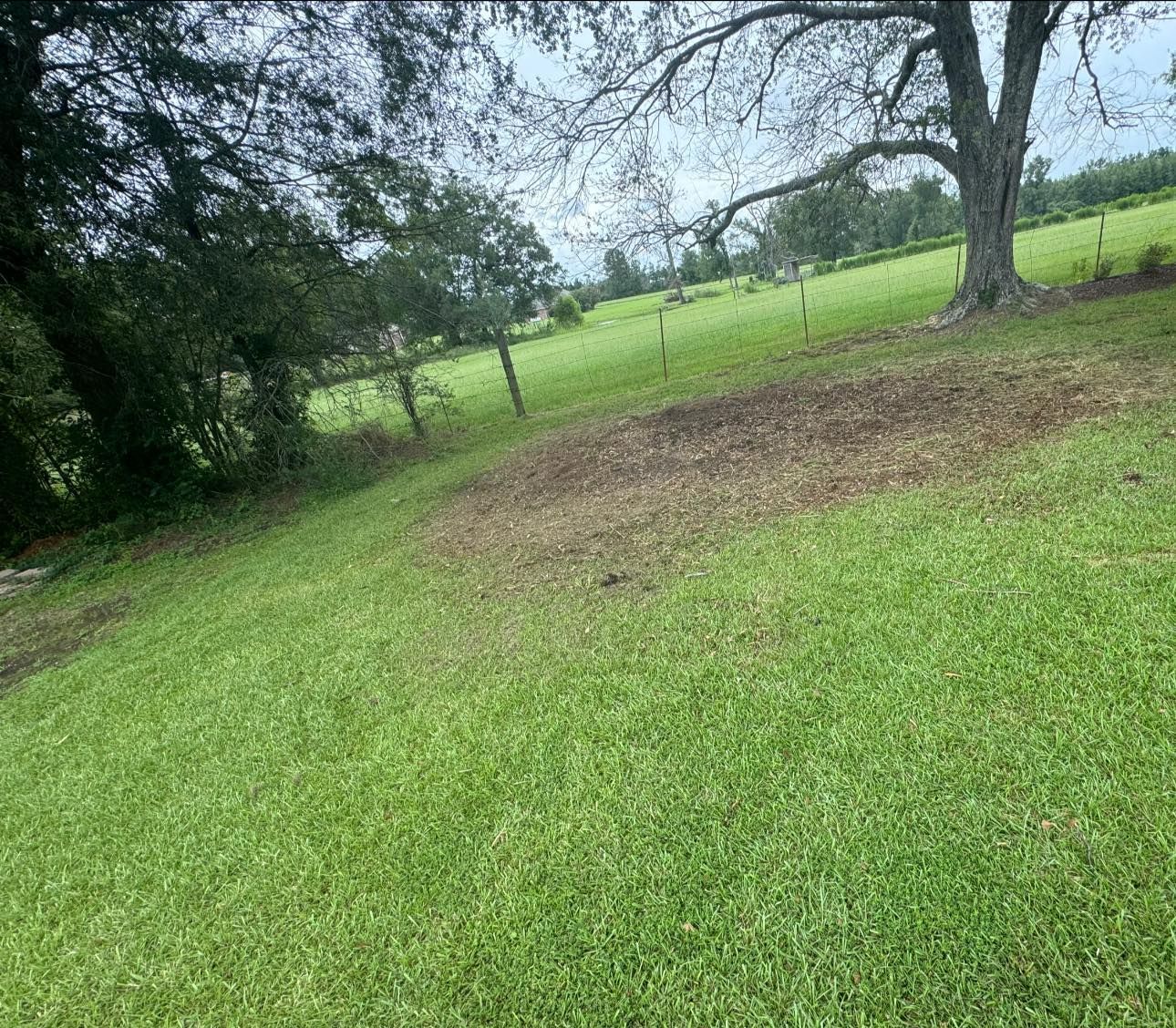 A lush green field with a tree in the middle of it.