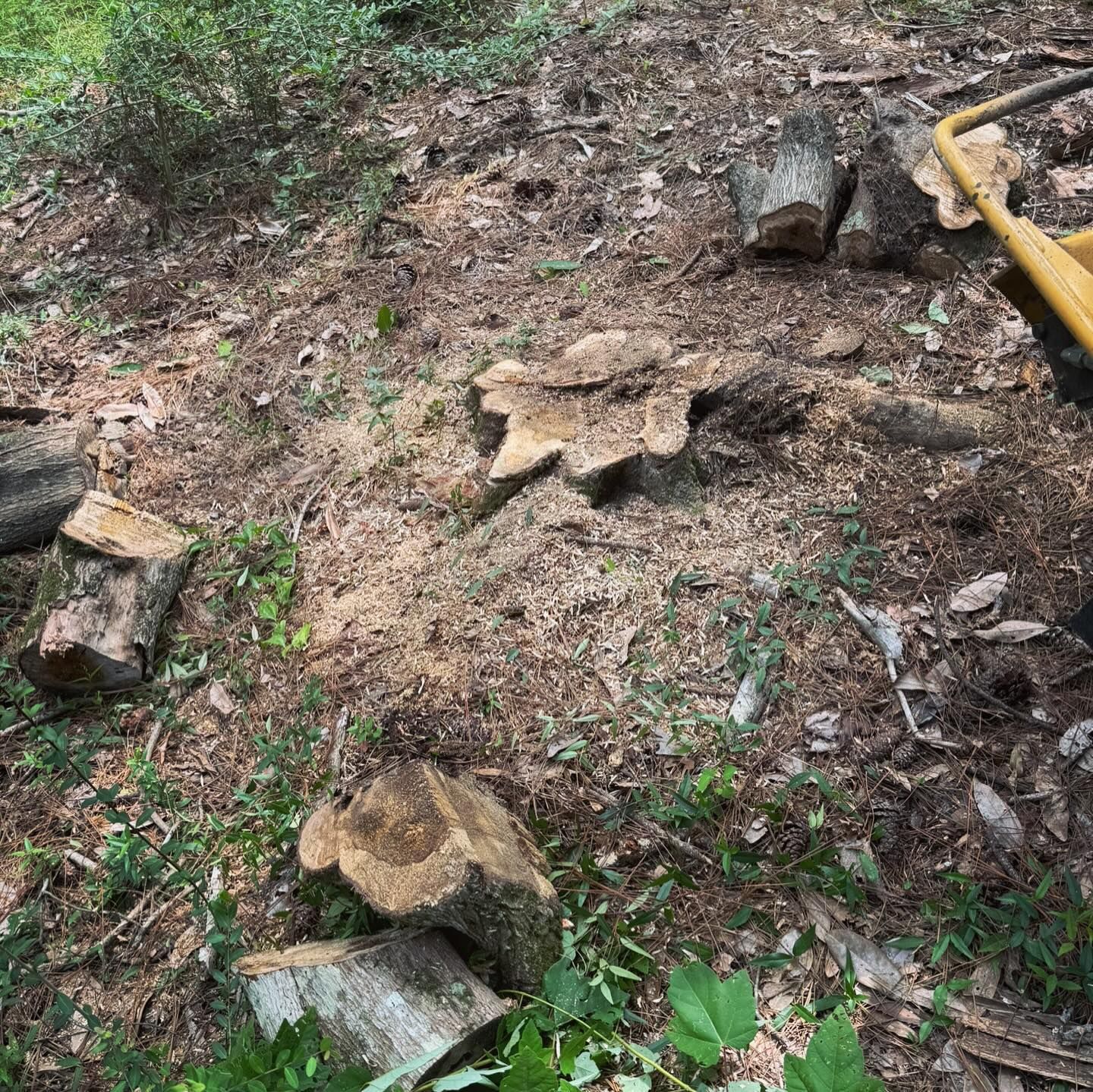 A bunch of logs are laying on the ground in the woods.
