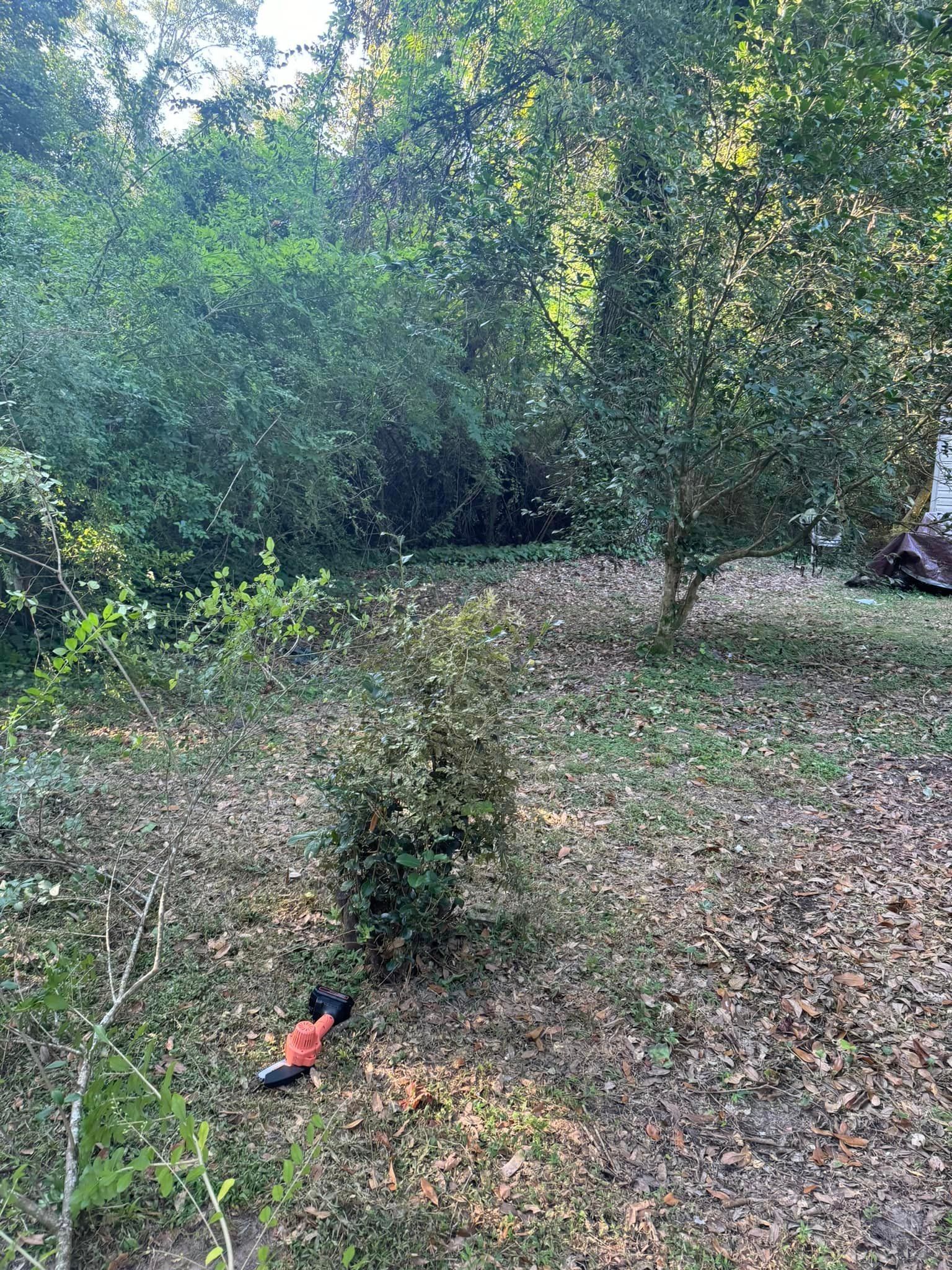 There is a lot of leaves on the ground in the woods.