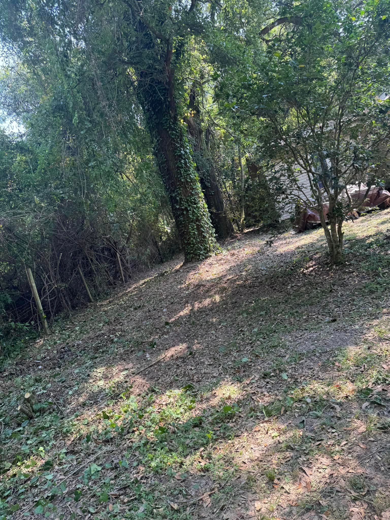 There is a lot of leaves on the ground in the woods.