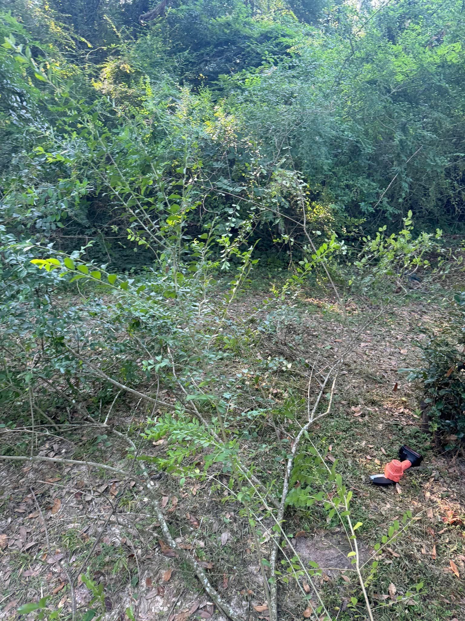 A person is standing in the middle of a lush green forest.