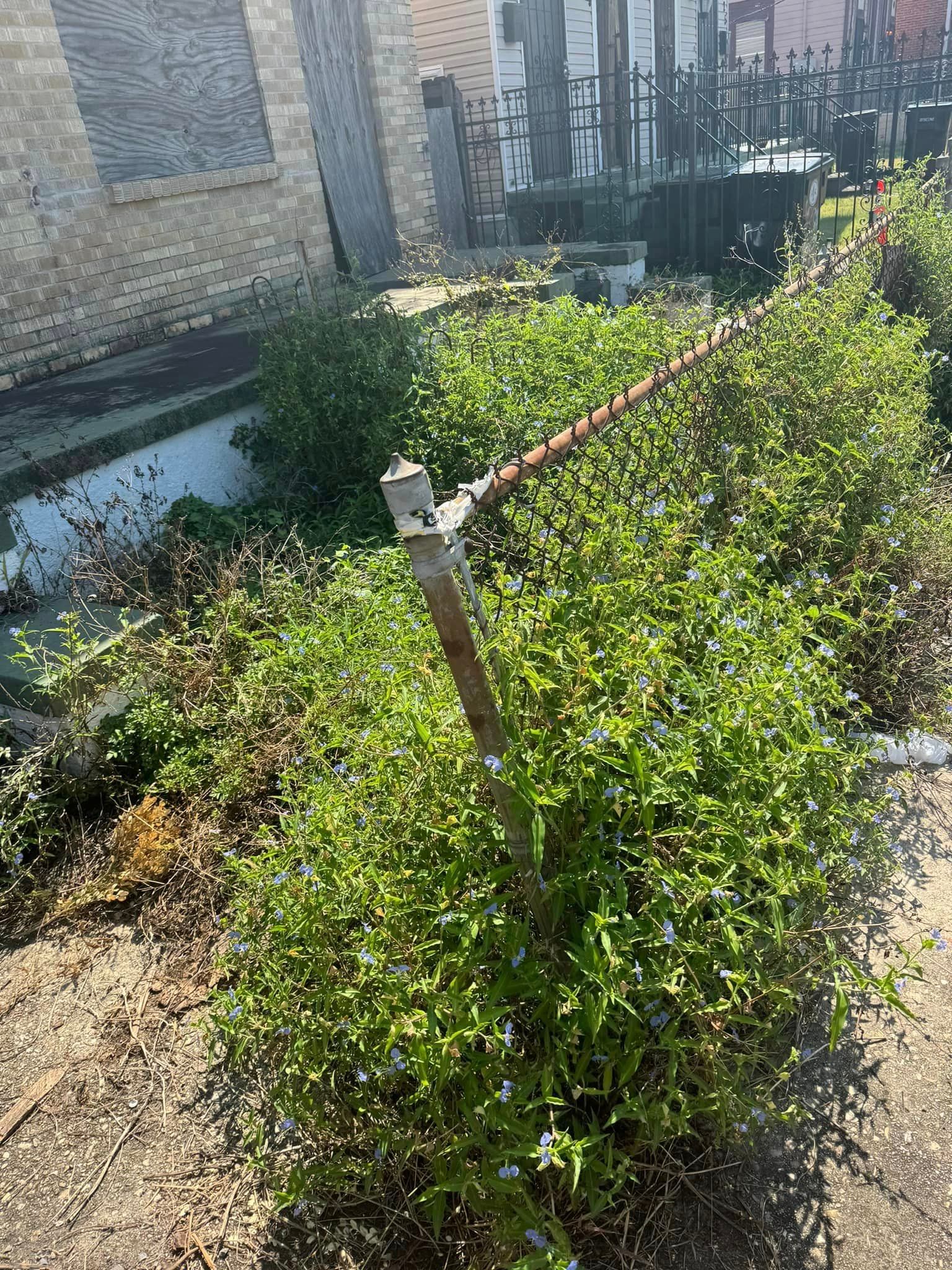 A bunch of plants are growing next to a fence.