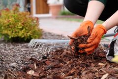 a person wearing orange gloves is raking mulch in a garden