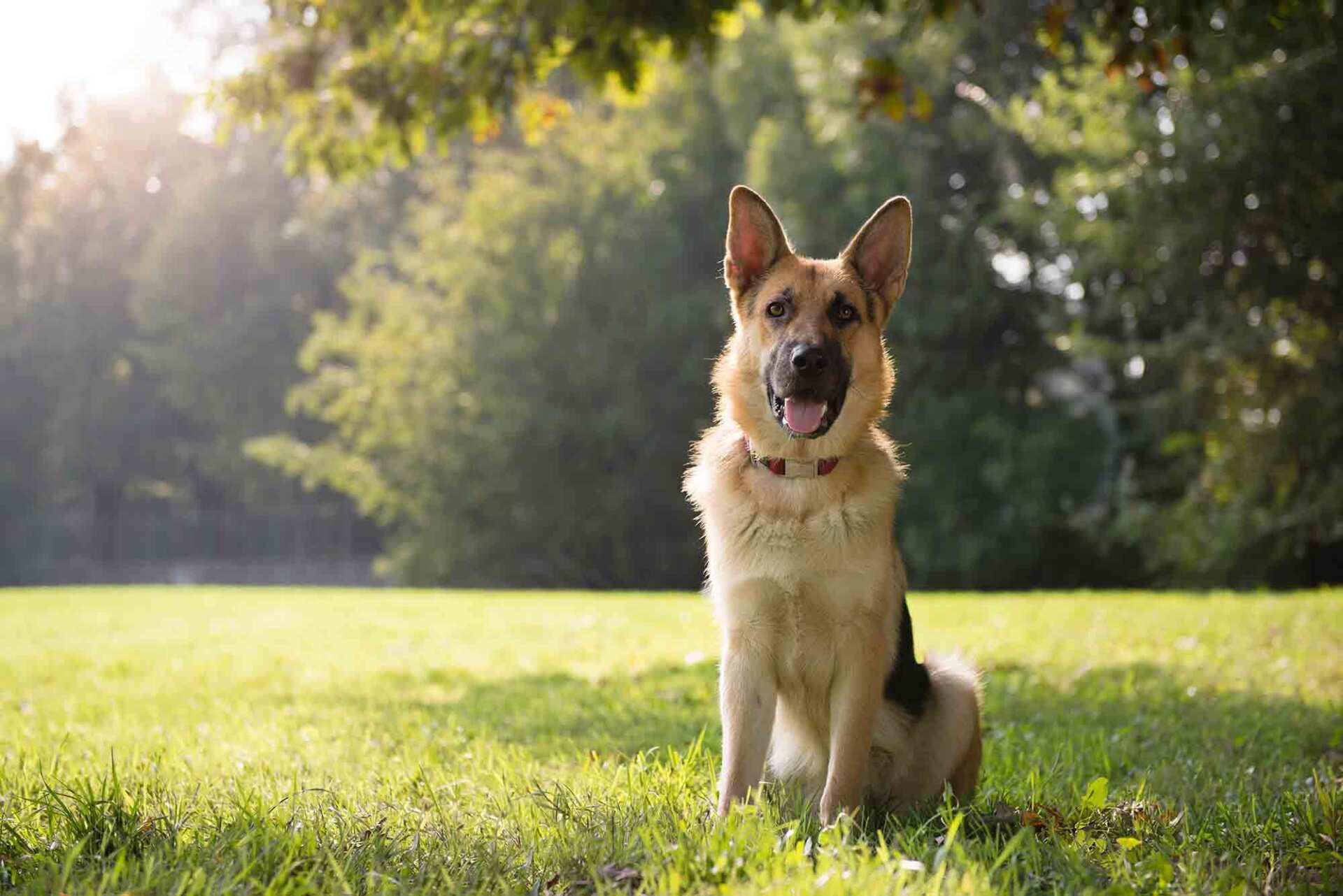 young german shepherd sitting on grass in park