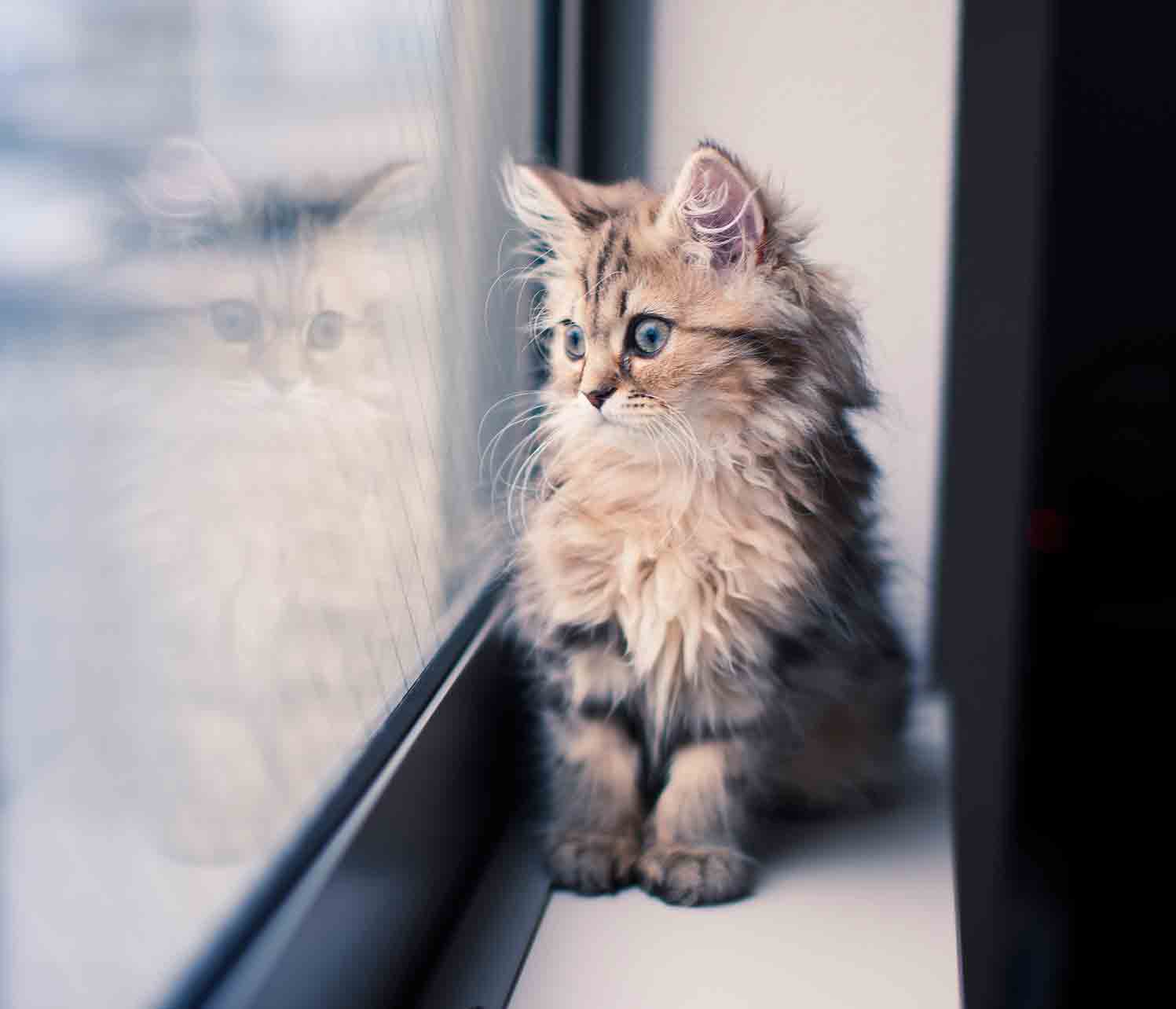 Brown persian kitten looking out window with reflection